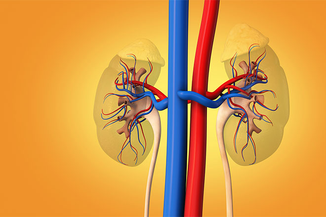 A rendering of kidneys in the human body.
