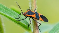 Milkweed bug