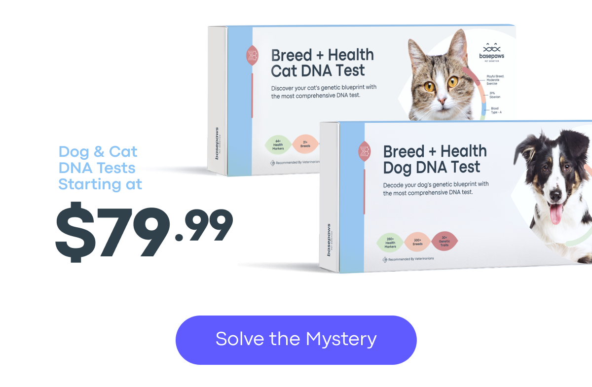 Solve the Mystery
