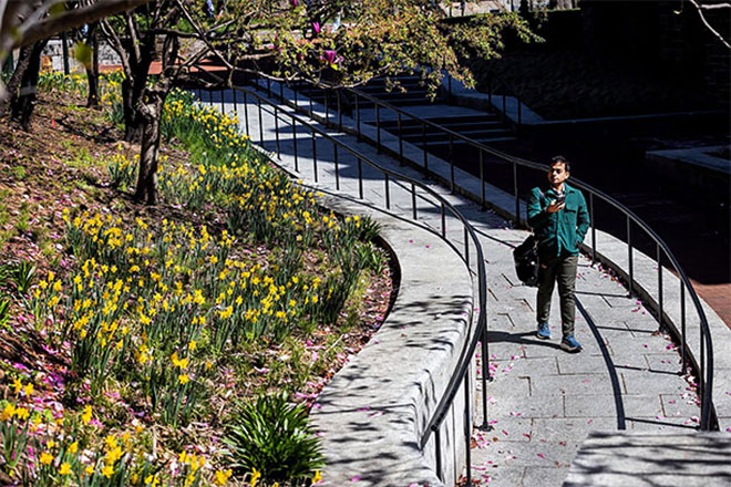 A person walks through Penn's campus next to a bed of blooming flowers and trees.