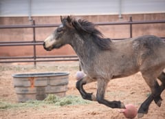 Brussel Sprouts the horse running