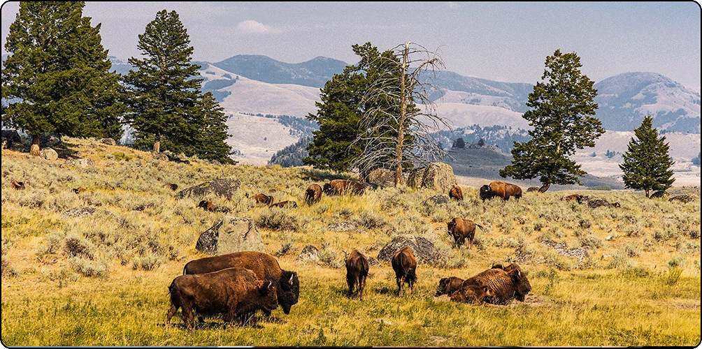 Image Description: Landscape view of a field with bison grazing. There are large green trees and mountains in the background.
