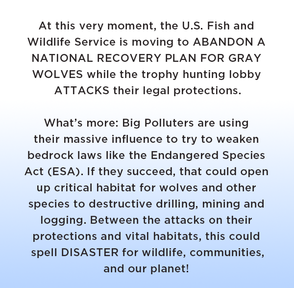 At this very moment, the U.S. Fish and Wildlife Service is moving to ABANDON A NATIONAL RECOVERY PLAN FOR GRAY WOLVES while the trophy hunting lobby ATTACKS their legal protections. 

What’s more: Big Polluters are using their massive influence to try to weaken bedrock laws like the Endangered Species Act (ESA). If they succeed, that could open up critical habitat for wolves and other species to destructive drilling, mining and logging. Between the attacks on their protections and vital habitats, this could spell DISASTER for wildlife, communities, and our planet!