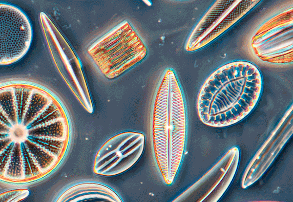 An arrangement of diatom on a dark blue background, people making bubbles, explainers talking to guests, a couple interacting with an exihbit together, a group of people using a turntable, a group of people writing with their iPhone flashlights, and a  group of people laying down watching a simulation of the sky.
