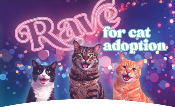 Rave for Cat Adoption