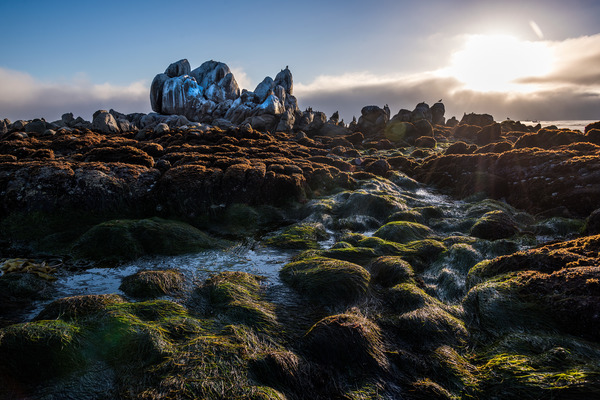 An early morning sun rises over a coastal rock outcropping covered in green surfgrass, red algae, and white bird poop at low tide