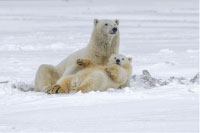 Polar bears