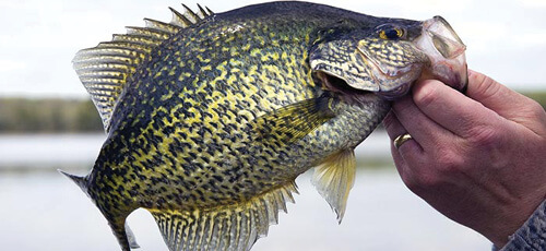 Master spider rigging to bring in even more crappies.