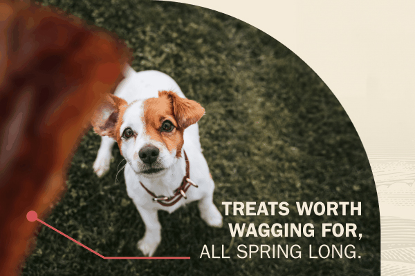"Treats worth wagging for, all spring long." with a photos of a dog looking at a treat.