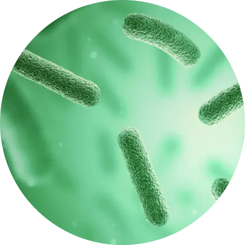 Probiotic Blend