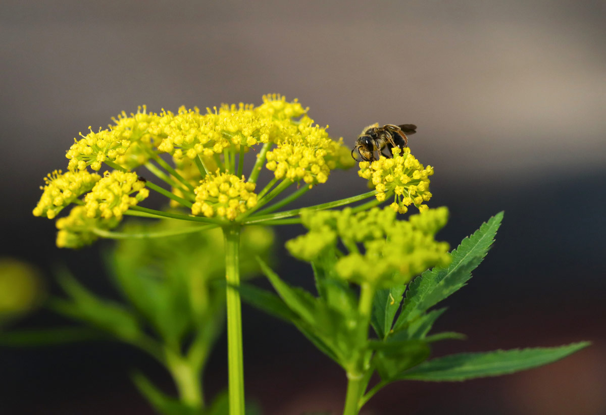 Bee on Golden Alexander.