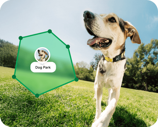 Dog running outdoors with escape alert