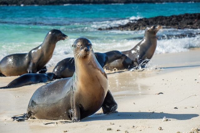 Spot a sea lions in the Galapagos