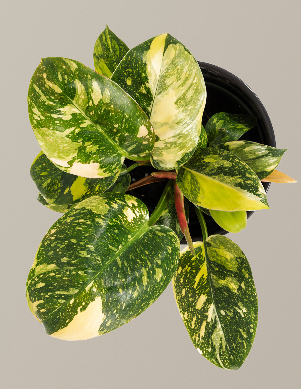 Image of Variegated Philodendron Congo Rojo