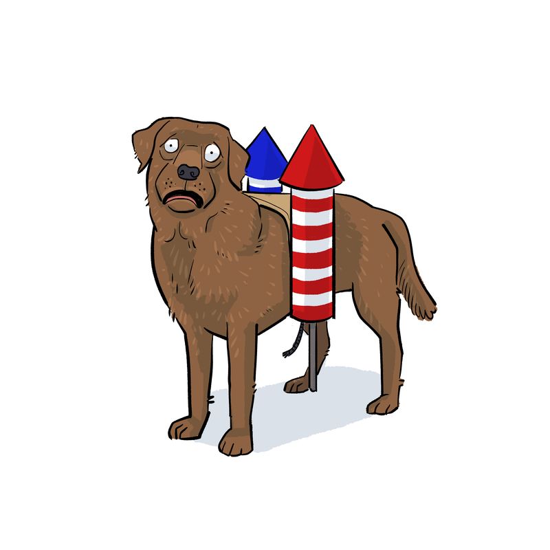 A dog in a fireworks costume.
