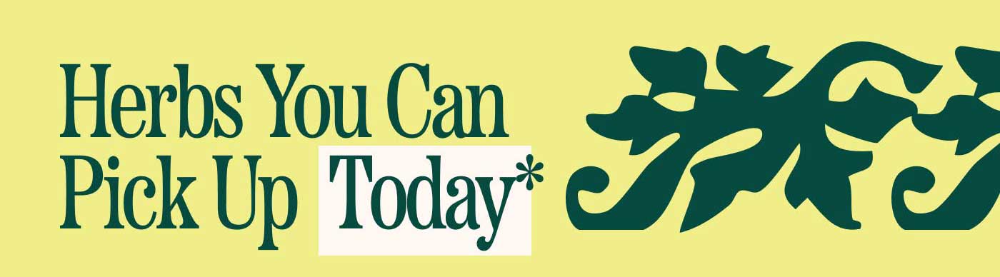 Herbs You Can Pick Up Today