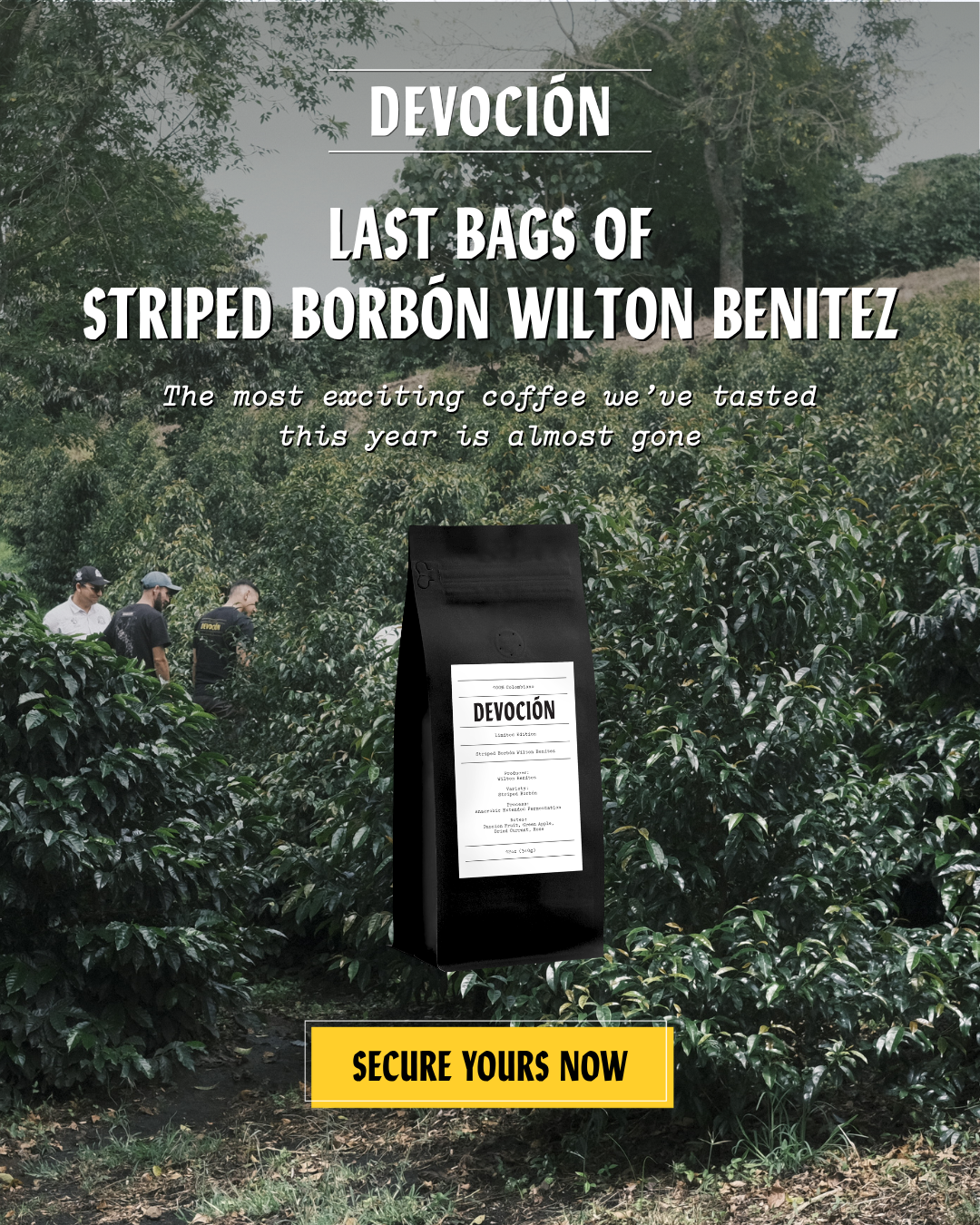Last Bags of Striped Borbon Wilton Benitez