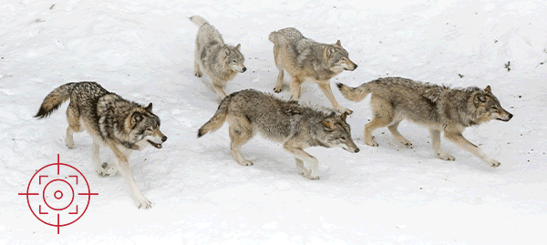 Gif of wolves being aimed at.