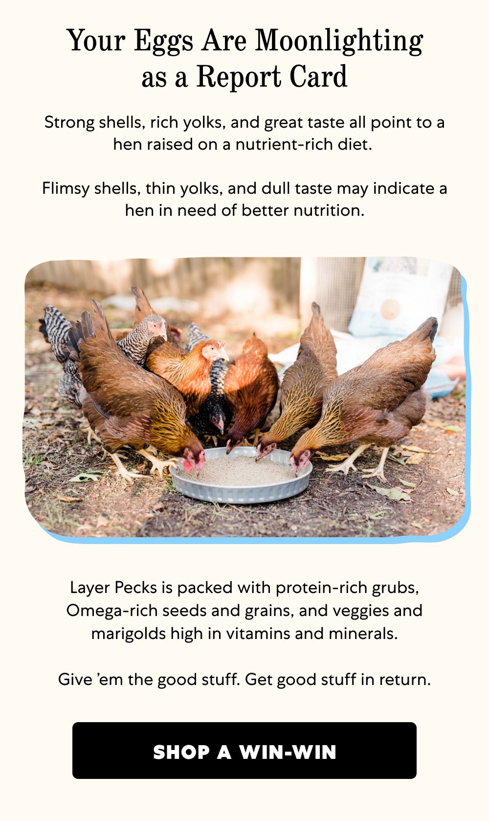 Your Eggs Are Moonlighting as a Report Card Strong shells, rich yolks, and great taste all point to a hen raised on a nutrient-rich diet. Flimsy shells, thin yolks, and dull taste may indicate a hen in need of better nutrition. Layer Pecks is packed with protein-rich grubs, Omega-rich seeds and grains, and veggies and marigolds high in vitamins and minerals. Give ’em the good stuff. Get good stuff in return. Shop a Win-Win