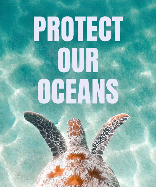 Sea turtle swimming with text 