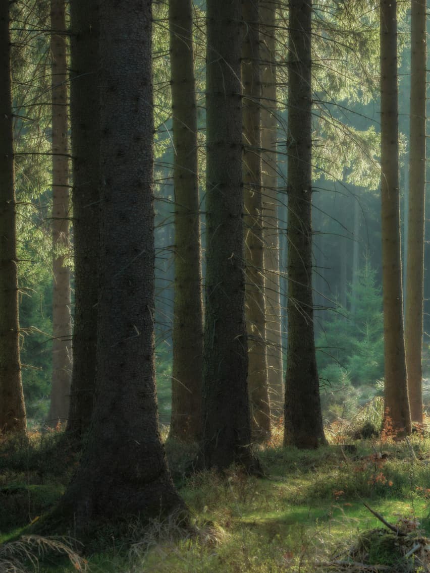 Ergothioneine - forest landscape
