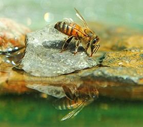 A bee rests on a small grey stone to drink from a shallow water source, creating a clear reflection in the water below.