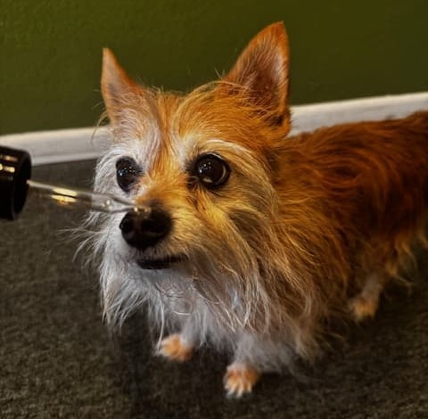 Little dog enjoying Proof Drops