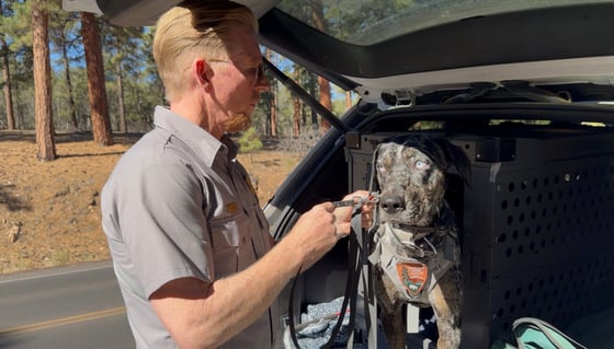 Grand Canyon Dog