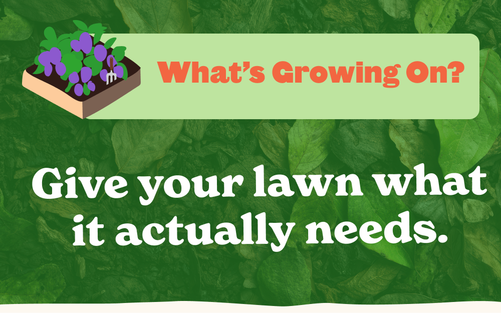Give your lawn what it actually needs.