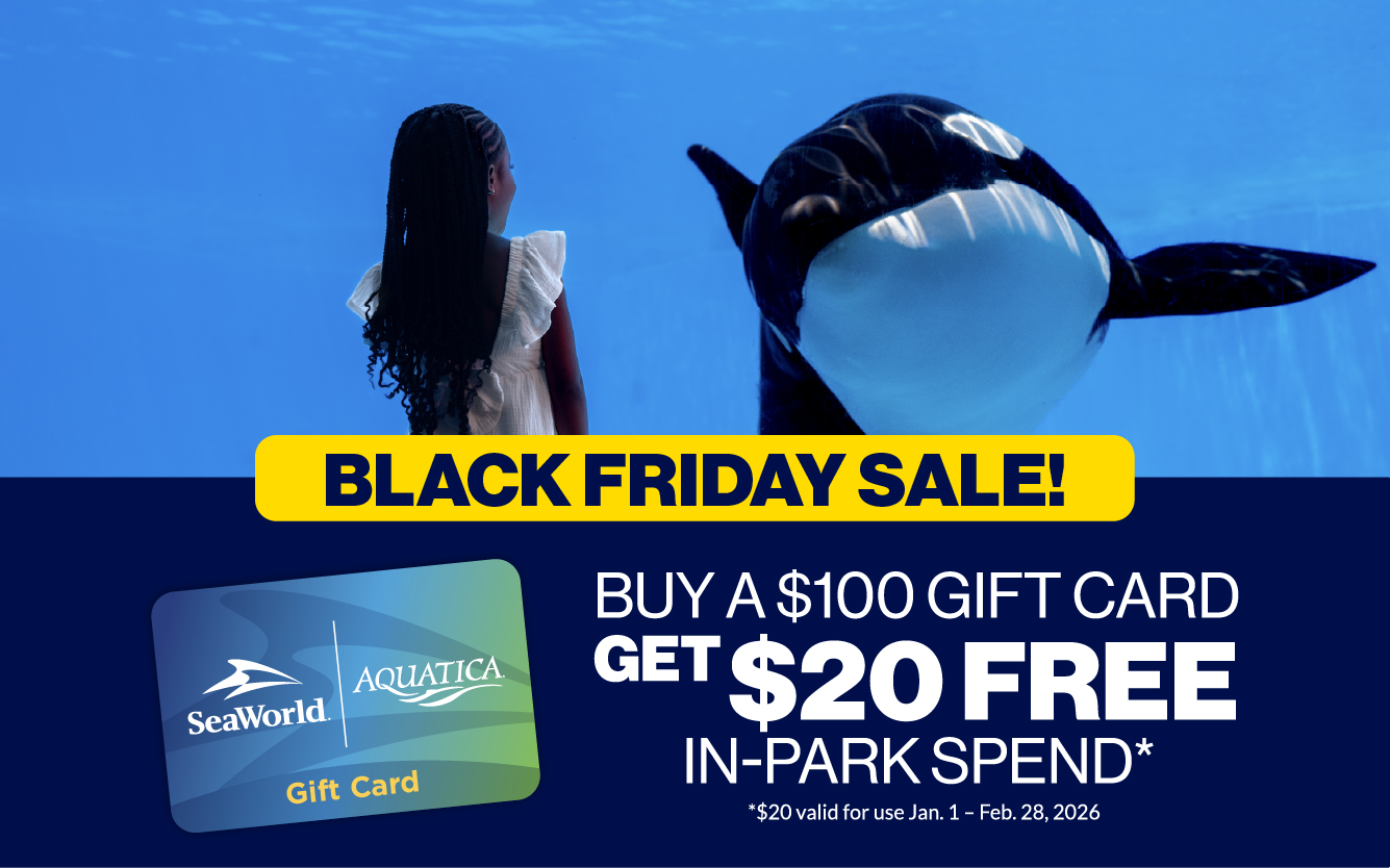 Black Friday Gift Card