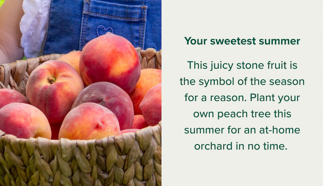 Your sweetest summer This juicy stone fruit is the symbol of the season for a reason. Plant your own peach tree this summer for an at-home orchard in no time.