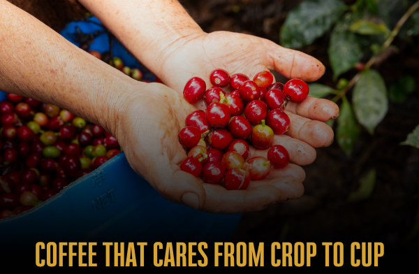 Coffee That Cares From Crop to Cup