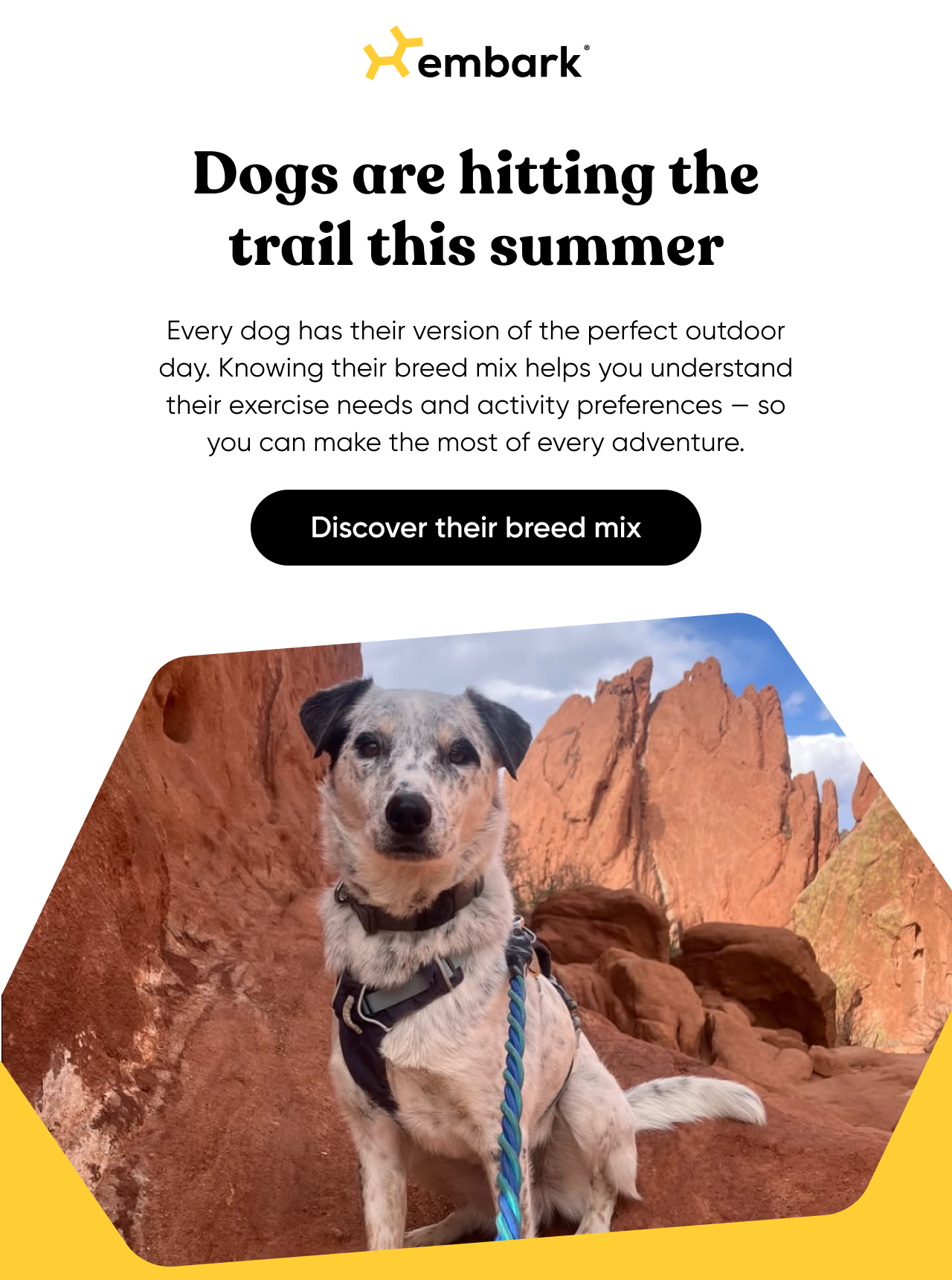 Dogs are hitting the trail this summer. Every dog has their version of the perfect outdoor day. Knowing their breed mix helps you understand their exercise needs and activity preferences — so you can make the most of every adventure.