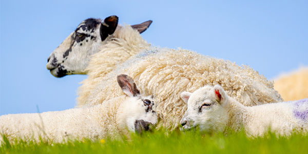 A white sheep with black patches on its face is sat on the grass looking away from the camera, whilst two lambs in the foreground nestle into it