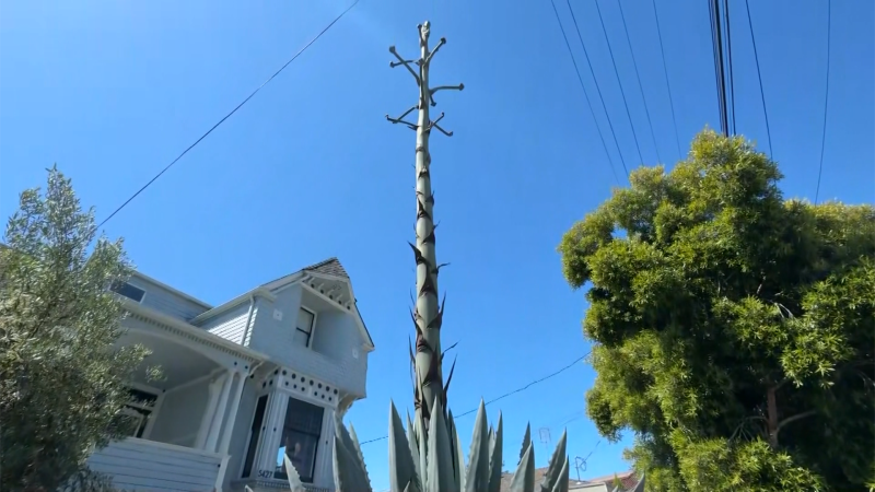 Agave plant 
