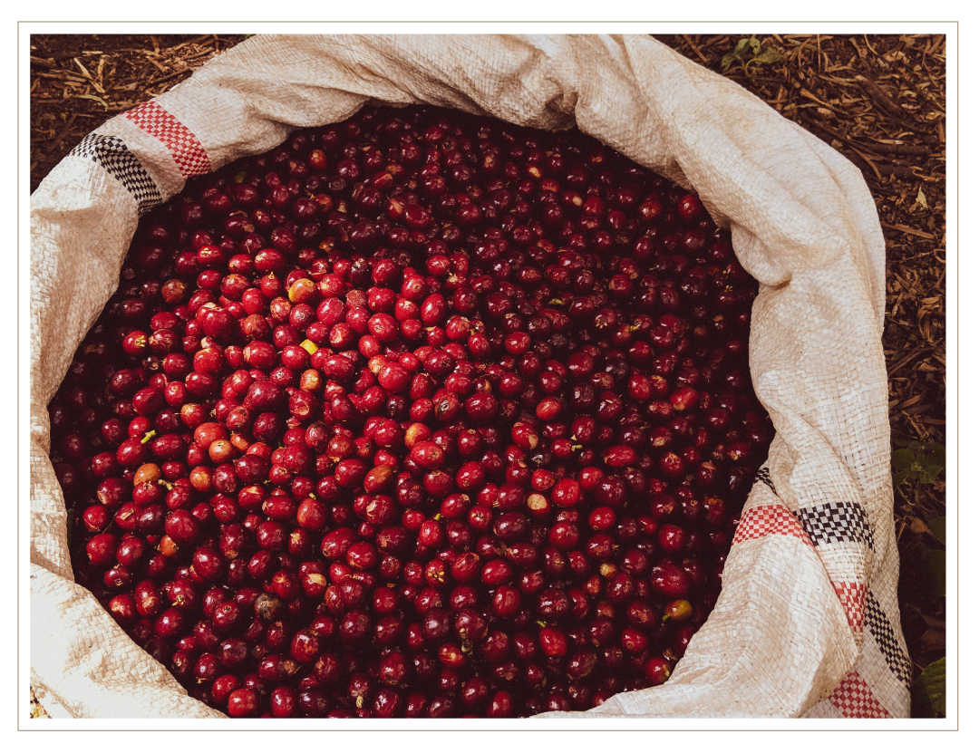 Ethiopia Suke Quto coffee