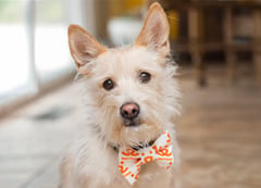 A little white dog wearing a Best Friends branded bowtie