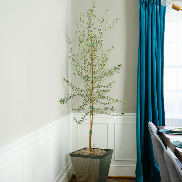 Image of Manzanillo Olive Tree