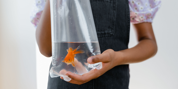 A person holds a clear plastic bag filled with water, containing a single bright orange goldfish swimming inside.