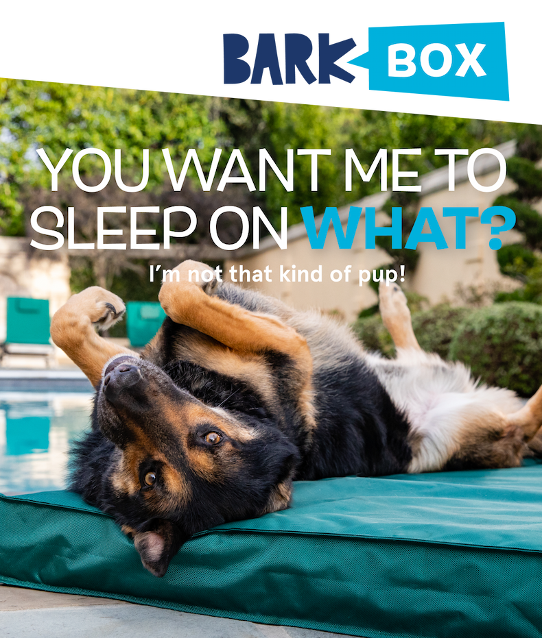 You Want Me To Sleep On What? I'm Not That Kind Of Pup! | Upgrade My Bed