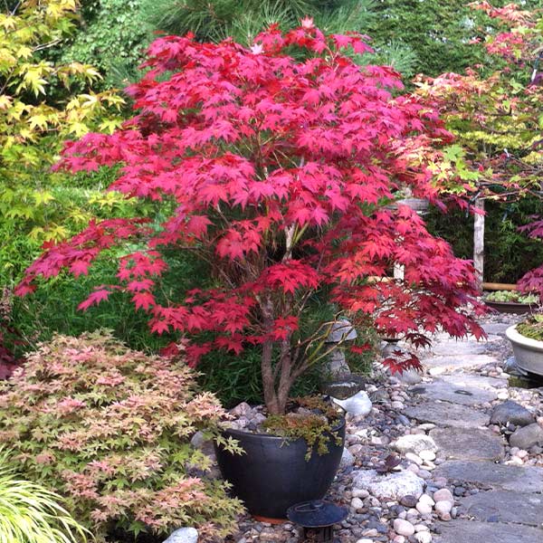 Image of Bloodgood Japanese Maple Tree