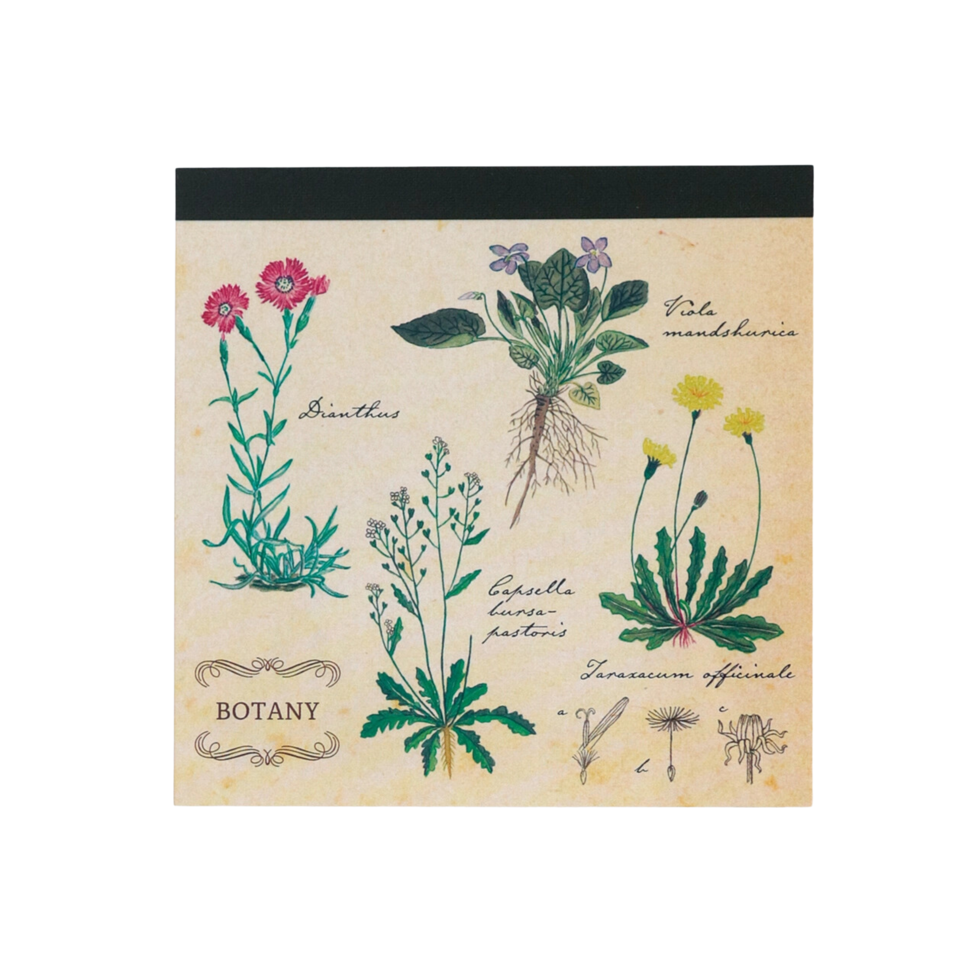 Image of Green Flash Square Memo Pad, Botany