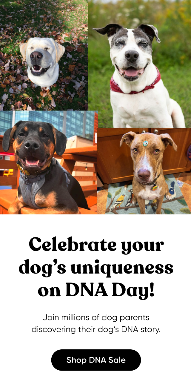 Celebrate your dog's uniqueness on DNA Day! Join millions of dog parents discovering their dog's DNA story. Shop DNA Sale.
