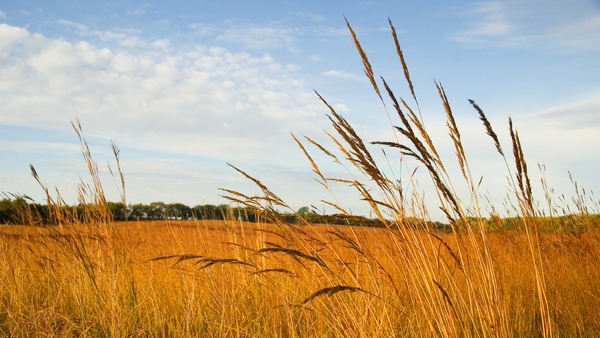 Switchgrass