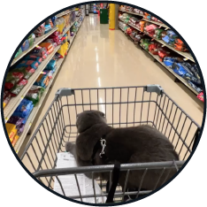 Cat riding in shopping cart in-store