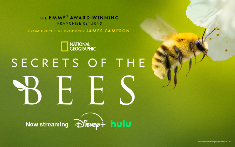 Poster for 'Secrets of the Bees' with a bee on a flower.