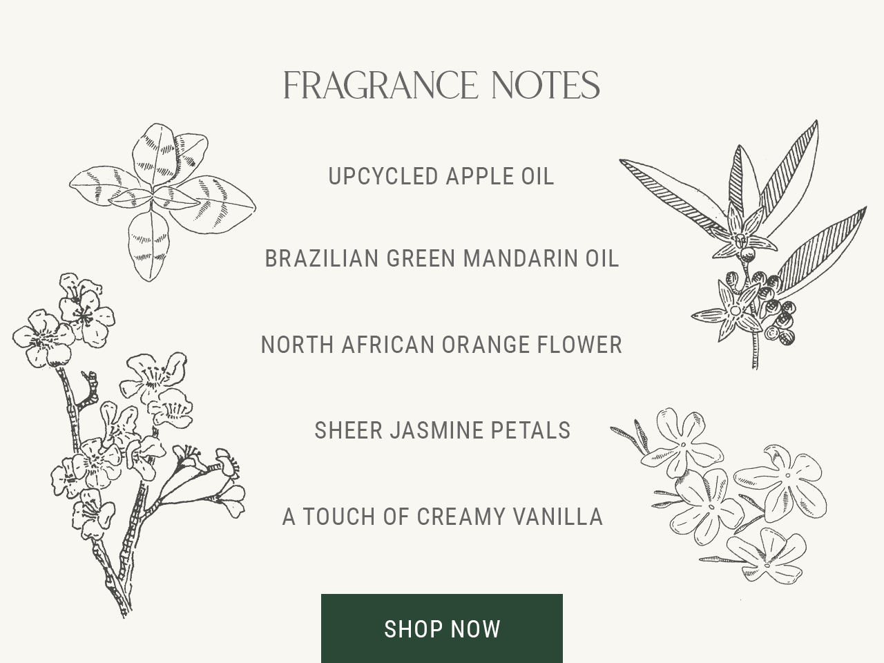 FRAGRANCE NOTES — Fragrance Notes: upcycled apple oil, Brazilian green mandarin oil, North African orange flower, sheer jasmine petals, a touch of creamy vanilla.