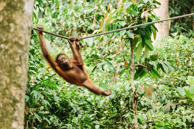 Orangutans in Borneo