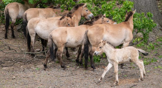 Mongolian horse