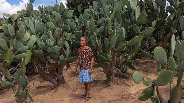Judite Rocha poses for a photograph among a plantation of prickly pear cacti in the yard of her home in the village of Queimada do Anjico, located in the rural area of Guaribas